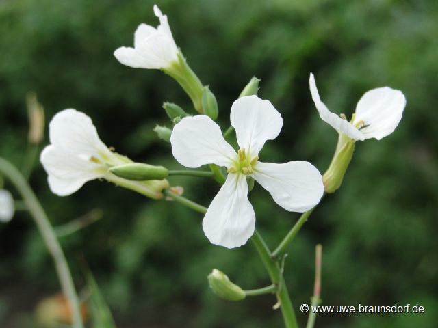 Blüte Radieschen