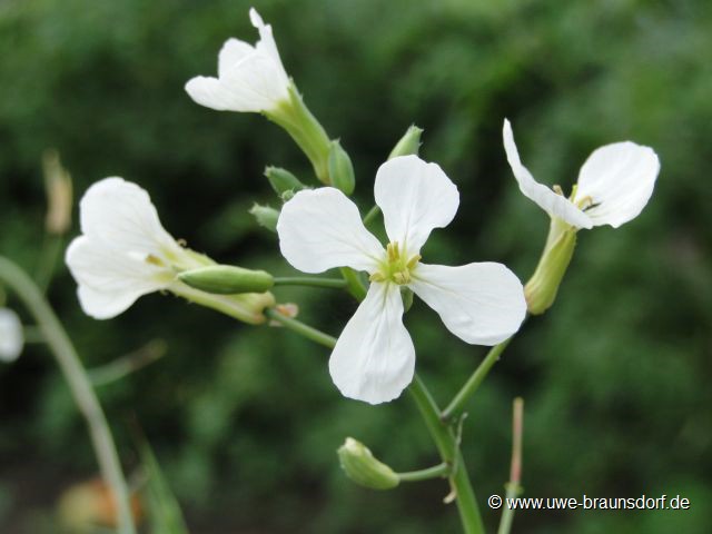 Blüte Radieschen