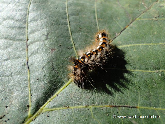 Schmetterlingsraupe