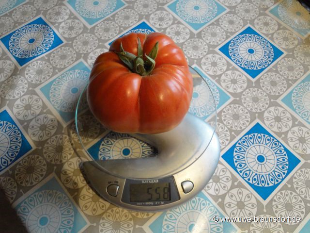 Tomaten geernete, hier: die bis jetzt Schwerste mit 558 g