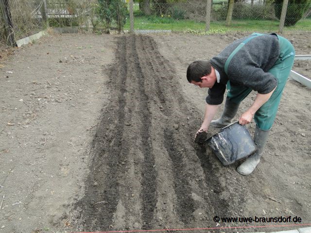 Aussaat Schwarzwurzeln (Scorzonera hispanica) der Sorte Duplex, hier: Erde-Sand-Gemisch in die Reihen geben