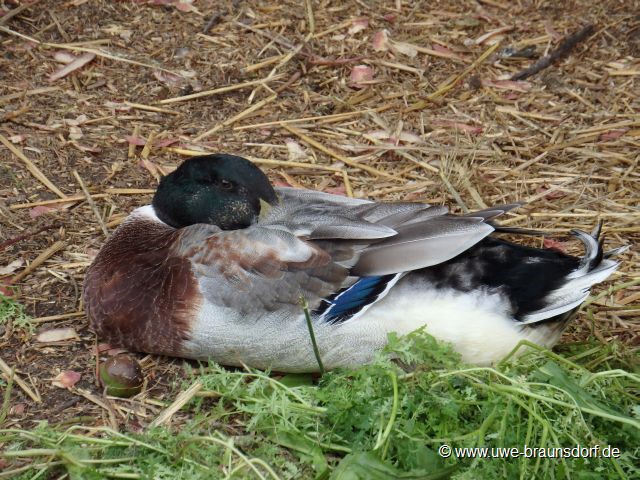 Indische Laufente, auch Flaschenente genannt, ist eine von der Stockente (Anas platyrhynchos) abstammende Entenrasse