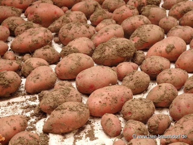 Frühkartoffeln der Sorte Rosara säubern für die weitere Lagerung