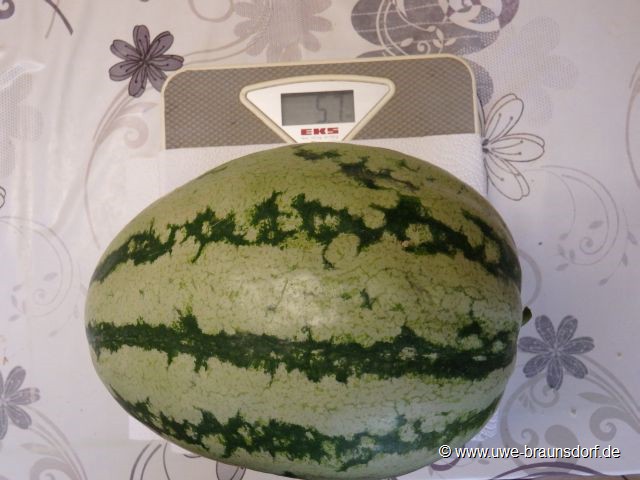 Ernte Melone, 5,7 kg, aus dem Gewächshaus