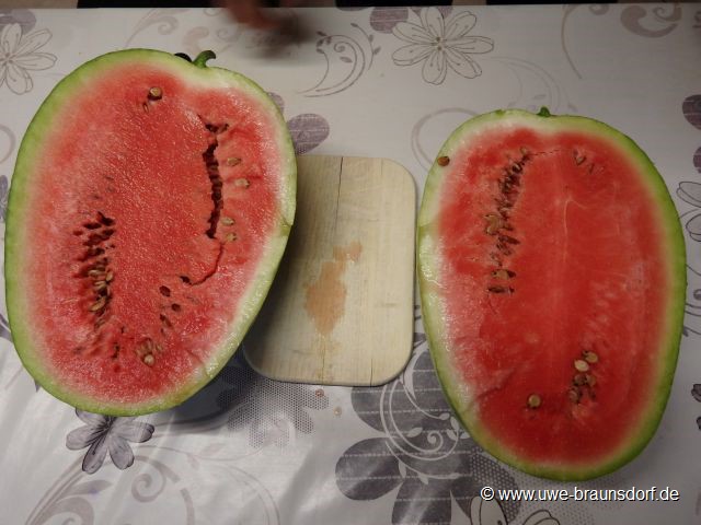 Ernte Melone aus dem Gewächshaus