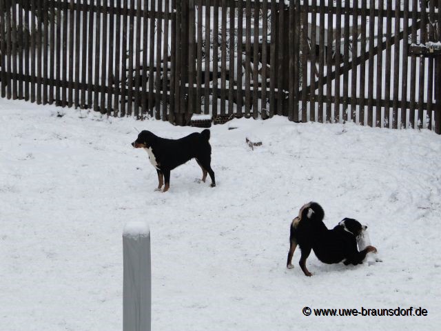 Schnee macht unseren Hunden Spaß