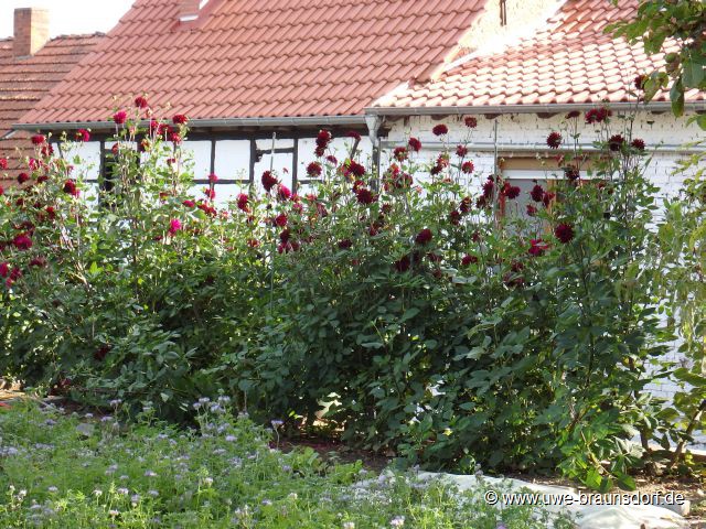 Riesendahlien der Sorte Kalinka