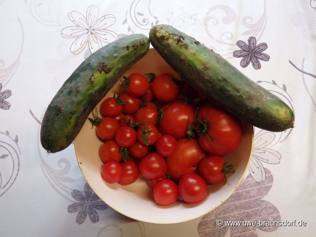 Ernte Tomaten und grüne Gurken