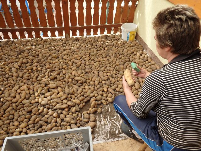 Reinigen der Spätkartoffeln der Sorte Linda