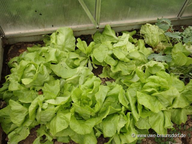 grüner Salat im Gewächshaus