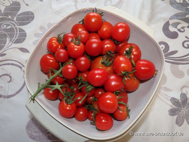 Ernte Tomaten