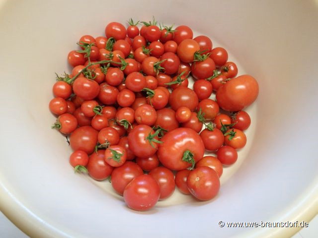 Ernte Tomaten