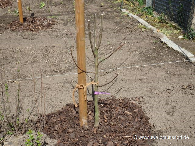 Birnenbaum der Sorte Petersbirne