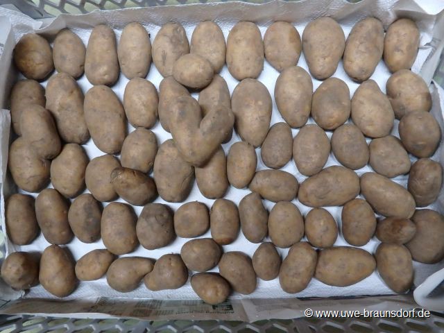 Kartoffeln der Sorte Linda, zertifiziertes Saatgut, 65 Stk., zum keimen ausgelegt